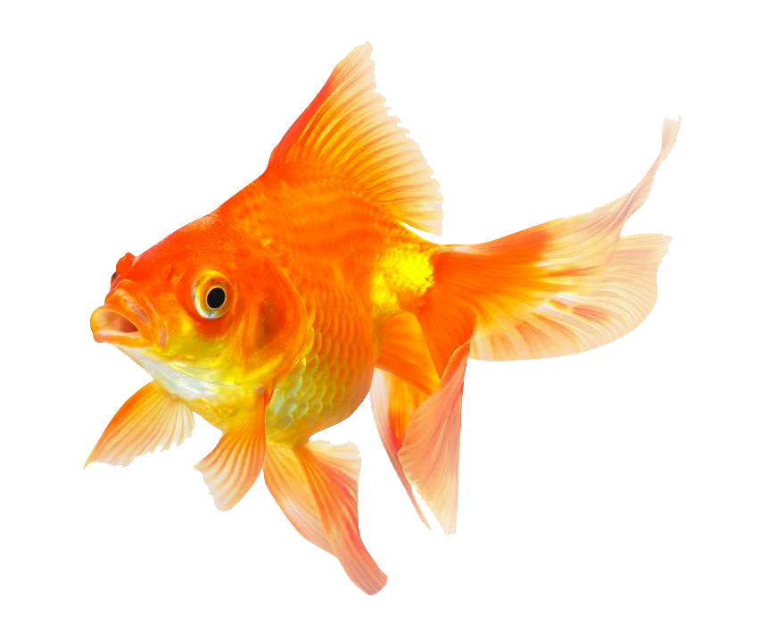 goldfish